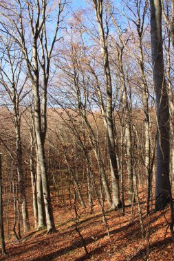 Ukrayna 'nın vahşi doğası. Ukrayna ormanı. Yaşayan bir gezegen. Telefon ve tabletler için ormanlı fotoğraflar..