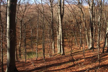 Ukrayna 'nın vahşi doğası. Ukrayna ormanı. Yaşayan bir gezegen. Telefon ve tabletler için ormanlı fotoğraflar..