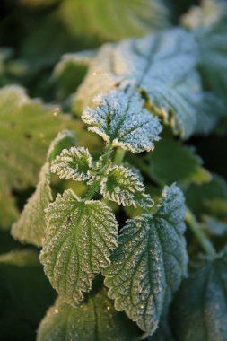 Pictures of a cold morning on an autumn leaf. Background with frost for phones and tablets. Cold morning. Form, texture and structure in nature. clipart