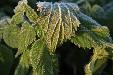 Pictures of a cold morning on an autumn leaf. Background with frost for phones and tablets. Cold morning. Form, texture and structure in nature. clipart