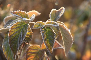 Pictures of a cold morning on an autumn leaf. Background with frost for phones and tablets. Cold morning. Form, texture and structure in nature. clipart