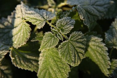 Pictures of a cold morning on an autumn leaf. Background with frost for phones and tablets. Cold morning. Form, texture and structure in nature. clipart