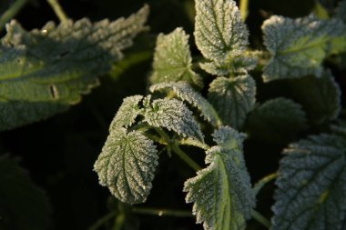 Pictures of a cold morning on an autumn leaf. Background with frost for phones and tablets. Cold morning. Form, texture and structure in nature. clipart