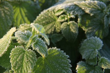 Sonbahar yaprağında soğuk bir sabahın resimleri. Telefonlar ve tabletler için buzlu bir arka plan. Soğuk bir sabah. Doğada biçim, doku ve yapı.
