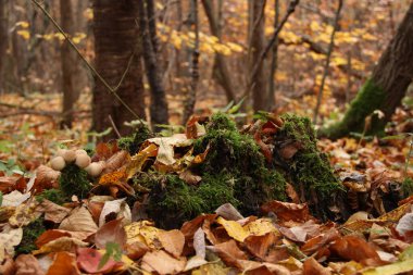 Mantar yağmuru. Ormandan gelen doğal yiyecekler. Telefon ve tabletler için yağmur damlası arkaplanı.