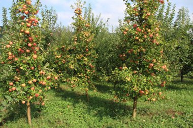 Ukrayna bahçeleri. Ukrayna 'dan gelen ürünler. Telefon ve tabletler için elma bahçesi arka planı. Doğal yiyecek..