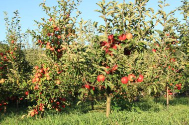 Ukrayna bahçeleri. Ukrayna 'dan gelen ürünler. Telefon ve tabletler için elma bahçesi arka planı. Doğal yiyecek..