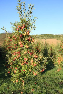 Ukrayna bahçeleri. Ukrayna 'dan gelen ürünler. Telefon ve tabletler için elma bahçesi arka planı. Doğal yiyecek..
