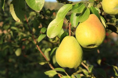 Ukrayna bahçeleri. Ukrayna 'dan gelen ürünler. Telefon ve tabletler için elma bahçesi arka planı. Doğal yiyecek..