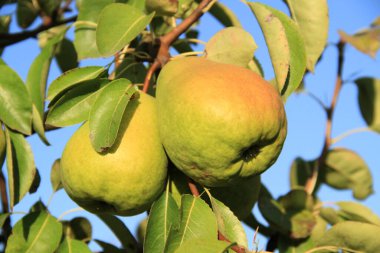 Ukrayna bahçeleri. Ukrayna 'dan gelen ürünler. Telefon ve tabletler için elma bahçesi arka planı. Doğal yiyecek..