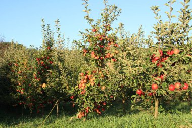 Ukrayna bahçeleri. Ukrayna 'dan gelen ürünler. Telefon ve tabletler için elma bahçesi arka planı. Doğal yiyecek..