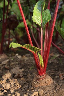 Ukrayna kırmızı pancarı. Ukrayna 'dan gelen ürünler. Telefon ve tabletler için ürünlerle arka plan.