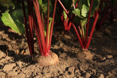 Ukrainian red beet. Products from Ukraine. Background with products for phones and tablets. clipart