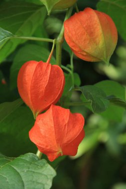 Physalis sıradan. Ukrayna 'nın dekoratif çiçekleri. Telefon ve tabletler için çiçekli arkaplan.