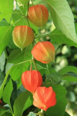 Physalis sıradan. Ukrayna 'nın dekoratif çiçekleri. Telefon ve tabletler için çiçekli arkaplan.