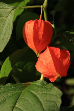 Physalis sıradan. Ukrayna 'nın dekoratif çiçekleri. Telefon ve tabletler için çiçekli arkaplan.