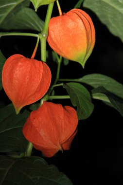 Physalis ordinary. Decorative flowers of Ukraine. Background with flowers for phones and tablets. clipart