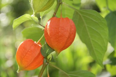 Physalis ordinary. Decorative flowers of Ukraine. Background with flowers for phones and tablets. clipart