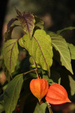 Physalis sıradan. Ukrayna 'nın dekoratif çiçekleri. Telefon ve tabletler için çiçekli arkaplan.