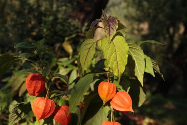 Physalis sıradan. Ukrayna 'nın dekoratif çiçekleri. Telefon ve tabletler için çiçekli arkaplan.