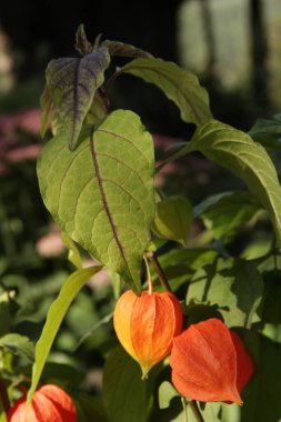 Physalis sıradan. Ukrayna 'nın dekoratif çiçekleri. Telefon ve tabletler için çiçekli arkaplan.