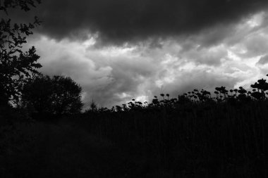 Bulutlu gökyüzü. Sonbahar ayçiçekleri. Siyah beyaz fotoğraf. Fırtınalı gökyüzü.