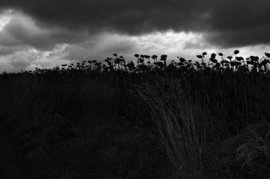 Cloudy sky. Autumn sunflowers. Black and white photo. Stormy sky. clipart