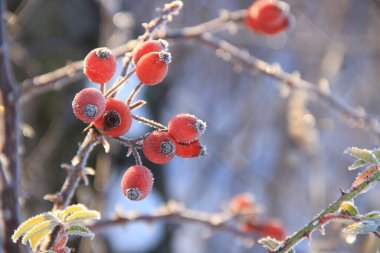 Karla kaplı Ukrayna tarlaları ve bahçeleri. Telefon ve tabletler için kışın doğası. Yılın mevsimleri.