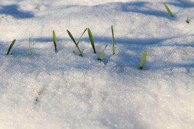 Snow-covered Ukrainian fields and gardens. Backgrounds of winter nature for phones and tablets. Seasons of the year. clipart