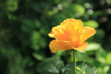 Telefon ve tabletler için gül arkaplanı. Ukrayna gülü. Ukrayna 'nın Çiçekleri.