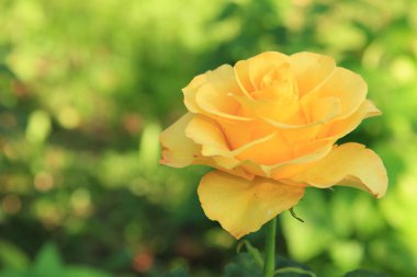 Telefon ve tabletler için gül arkaplanı. Ukrayna gülü. Ukrayna 'nın Çiçekleri.