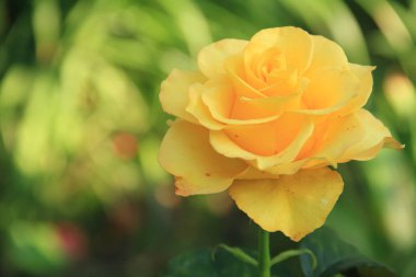 Telefon ve tabletler için gül arkaplanı. Ukrayna gülü. Ukrayna 'nın Çiçekleri.