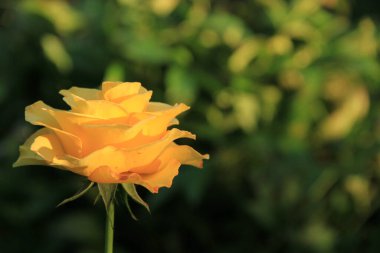 Telefon ve tabletler için gül arkaplanı. Ukrayna gülü. Ukrayna 'nın Çiçekleri.