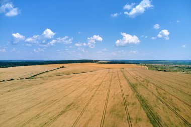 Sarı ekili tarla manzarası açık yaz gününde olgunlaşmış buğdayla birlikte..