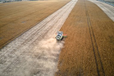 Buğday tarlasında hasat mevsiminde çalışan hasat makinesinin hava görüntüsü. Tarım kavramı.