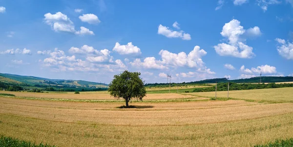 Vzdušná Krajina Pohled Jeden Zelený Strom Rostoucí Mezi Obdělávanými Žlutými — Stock fotografie