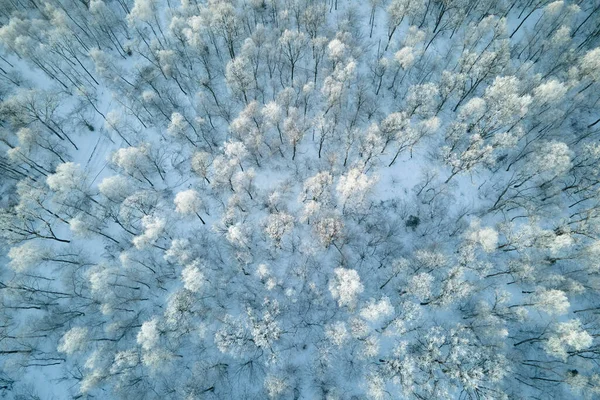 寒い冬には凍った木々に覆われた白い森の空の景色 冬の鬱蒼とした野生の森 — ストック写真