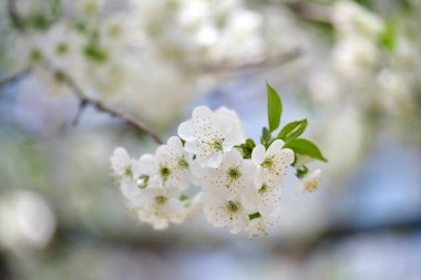 Baharın başında çiçek açan kiraz ağacının dalları.