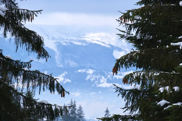 Paesaggio Invernale Con Alberi Spruse Scuri Foresta Innevata Montagne Fredde — Foto Stock