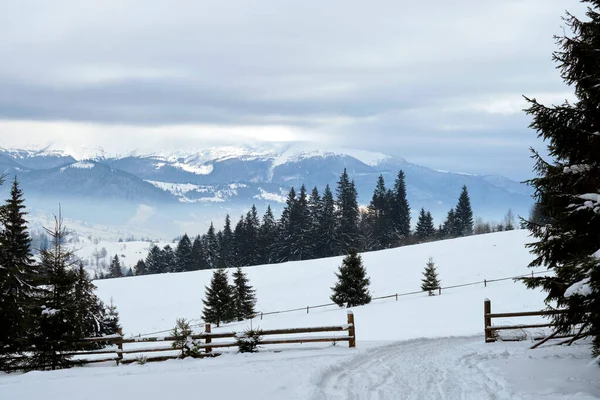Paesaggio Invernale Con Alberi Spruse Scuri Foresta Innevata Montagne Fredde — Foto Stock