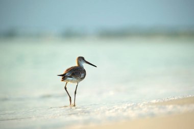 Large-Billed Dowitcher wild sea bird looking for food on seaside in summer.