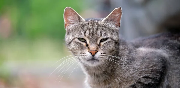 夏には屋外の路上で休んでいる大きな灰色の野良猫 — ストック写真