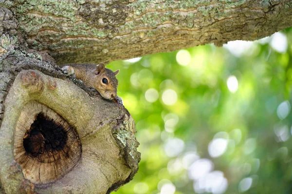 Schönes Wildes Grauhörnchen Versteckt Sich Auf Baum Sommerstadtpark — Stockfoto