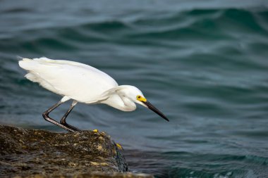 White heron wild sea bird, also known as great or snowy egret hunting on seaside in summer.