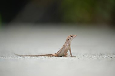 Makro, yaz güneşinde ısınan kertenkeleye yakın çekim. Anolis sagrei, Florida 'da yaşayan küçük bir sürüngen..