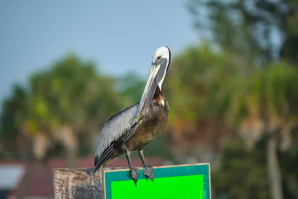 Big Brown Pelican Perched Bright Board Sign Sunny Summer Day — Foto de Stock