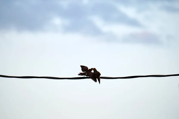 Dwa Gołębie Gołębie Całują Się Lub Walczą Wysoko Drucie Tle — Zdjęcie stockowe