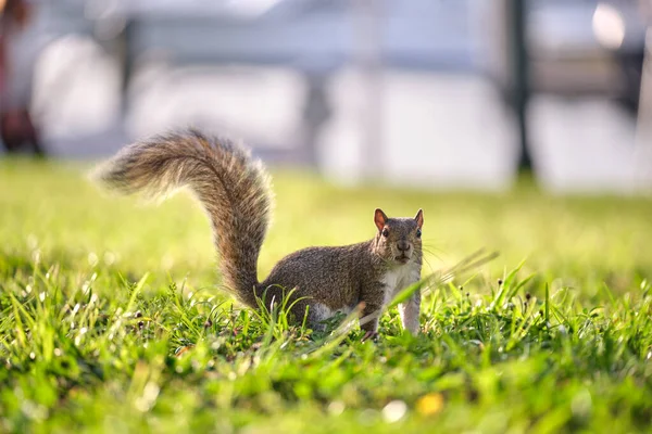 Curious Beautiful Wild Gray Squirrel Looking Green Grass Summer Town — Stok fotoğraf