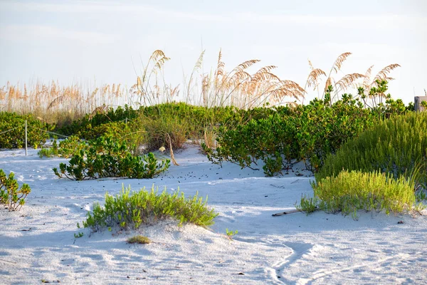Seaside Beach Small Sand Dunes Grassy Vegetation Warm Summer Evening — Foto de Stock