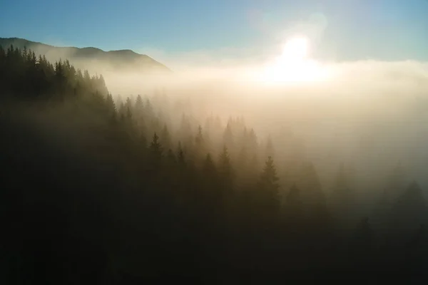 Vista Aérea Paisajes Increíbles Con Niebla Oscura Bosque Pinos Montaña —  Fotos de Stock